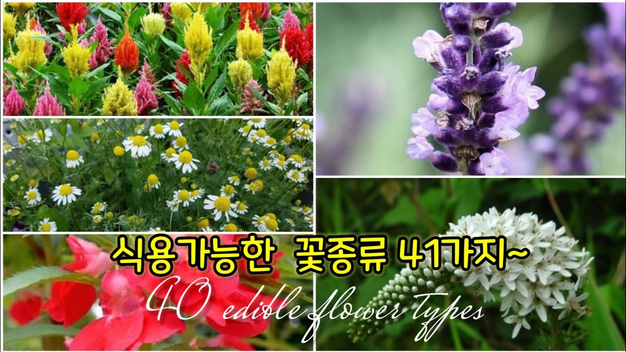 식용꽃종류,꽃차,독특한맛.아름다운꽃 Various Flower Tea Types Beautiful Flowers Unique Taste  - Youtube