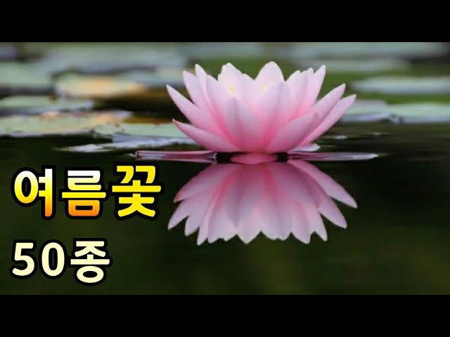 여름꽃 종류 아름다운 여름꽃과 꽃말 (50종)Beautiful Summer Flowers 여름에 피는 꽃 알아보기 - Youtube