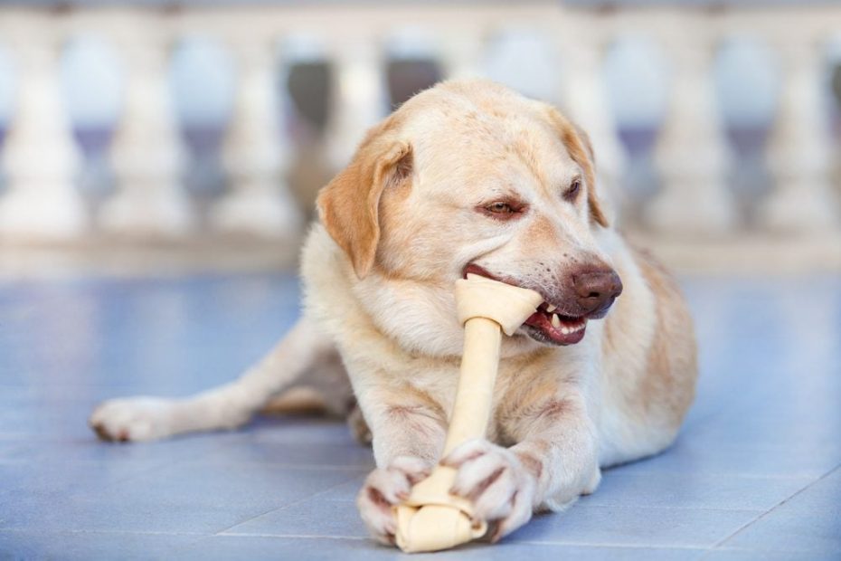 Rawhide Bones: Is Rawhide Bad For Dogs? | Reader'S Digest