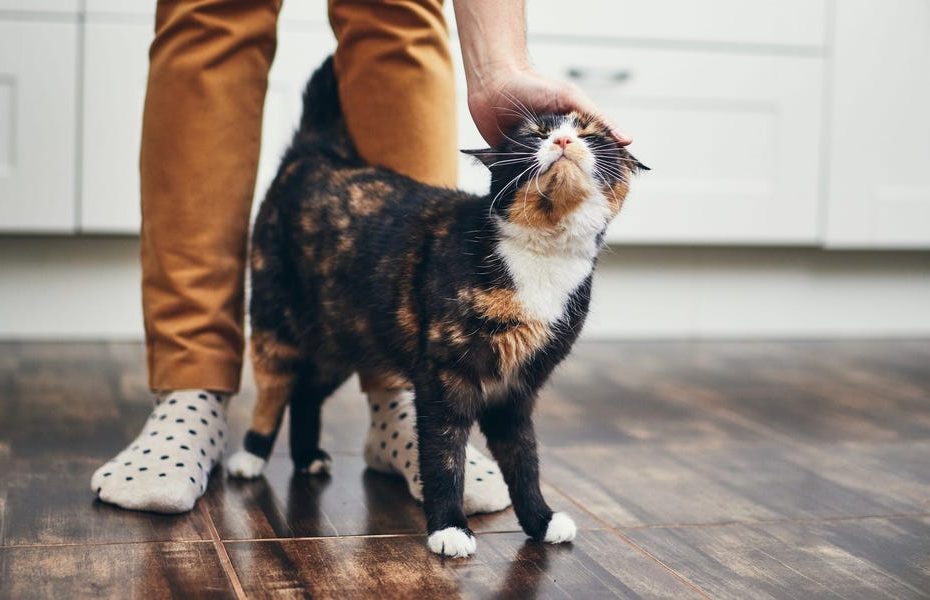 Why Do Cats Rub Against You: 4 Reasons From Vets