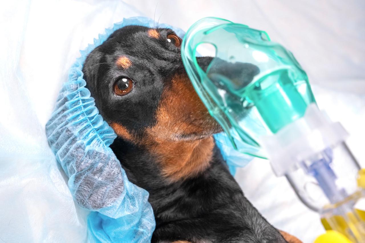 Are There Side Effects Of Anesthesia In Dogs? – Dogster