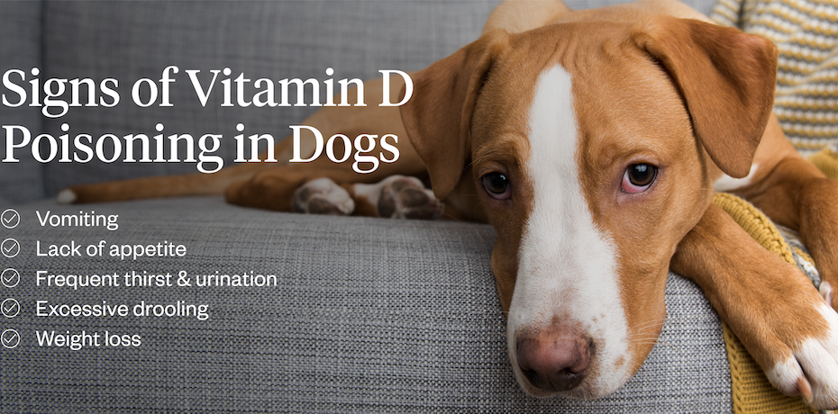Vitamin D Toxicity In Dogs (Symptoms & Treatment) | Dutch