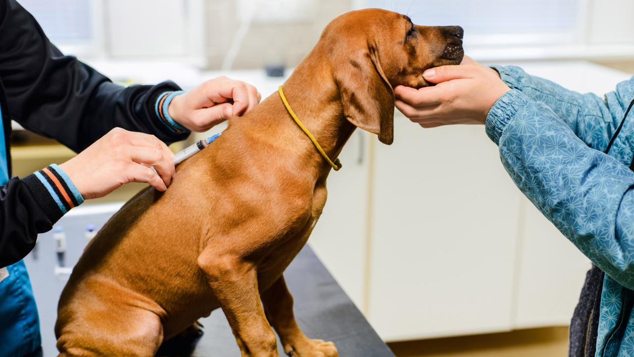 What Is Kennel Cough In Dogs And How Do I Treat It? - Goodrx