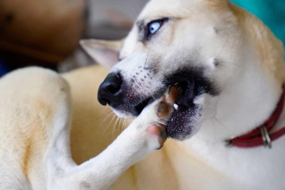 Dog Foot Chewing: When To Be Concerned, And What To Do About It - Az Animals