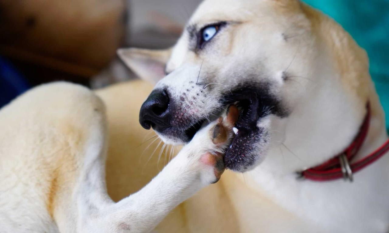 Dog Foot Chewing: When To Be Concerned, And What To Do About It - Az Animals