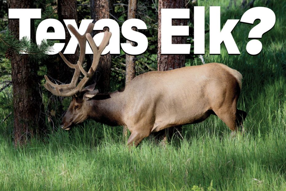 Texas Elk? - Texas Fish & Game Magazine