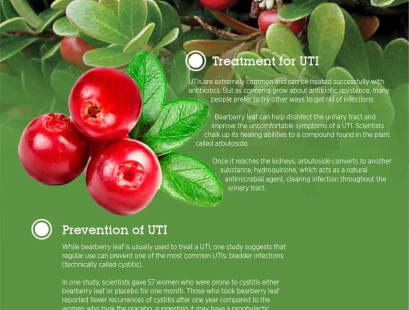 Bearberry Extract (Uva Ursi) Benefits & Side Effects