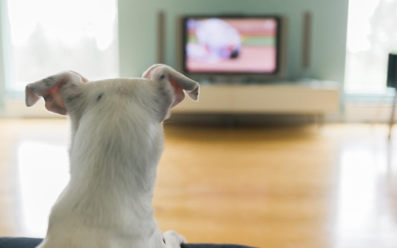 Is It Ok To Let Your Dog Watch Tv If They Like It? – Sheknows