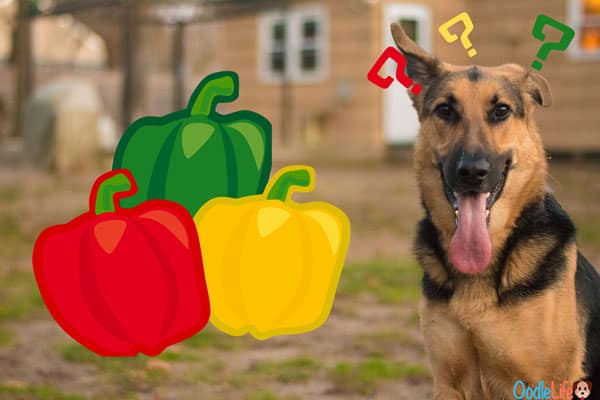 Can Dogs Have Bell Peppers? 5 Best Ways To Feed Vegetables To Your Dog