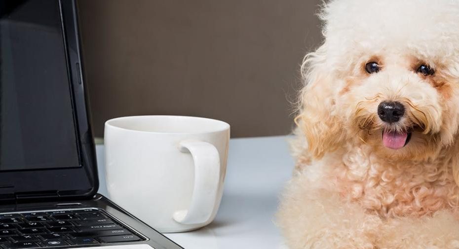 Can Dogs Smell Through Coffee? - Wag!