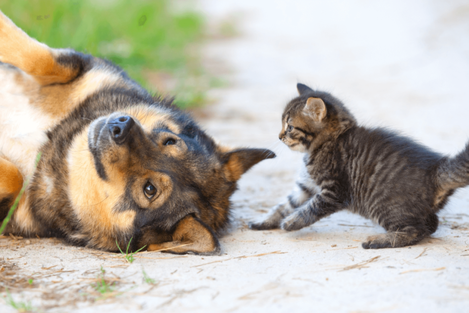 Cat And Dog Playing Or Fighting: How Can You Tell? – Door Buddy