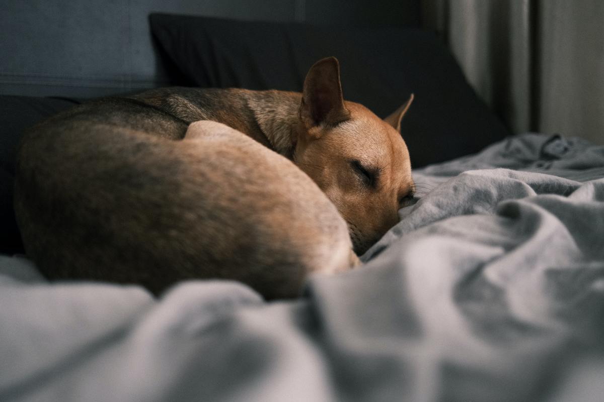 What To Do When Your Dog Dies At Home - Pethelpful