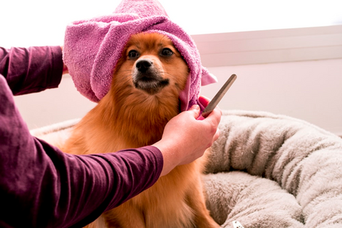 9 Ways To Restore Shine And Softness To Your Dog'S Coat – P.L.A.Y.