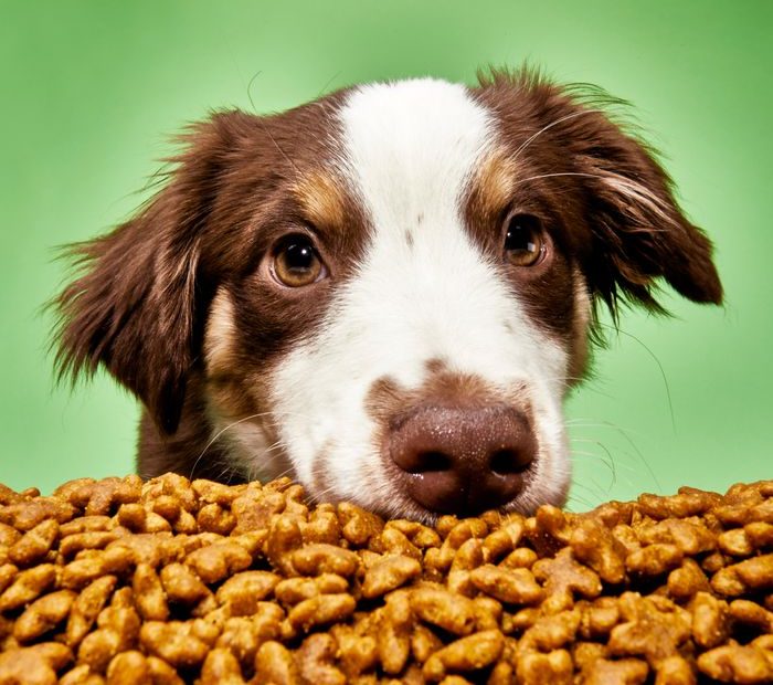 10 Best Dog Foods 2023 | The Strategist