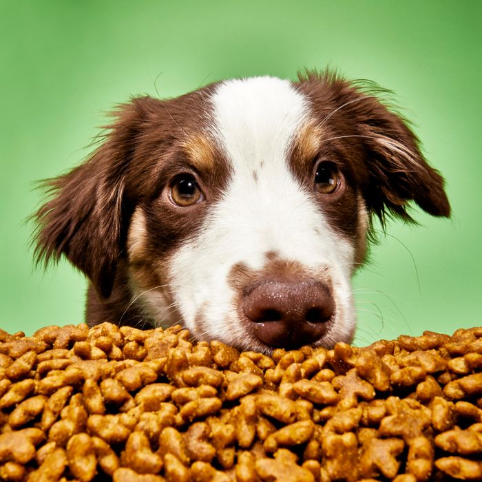 10 Best Dog Foods 2023 | The Strategist