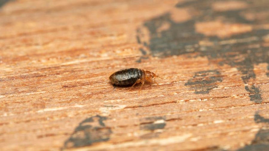 How To Find Bed Bugs During The Daytime – Forbes Home