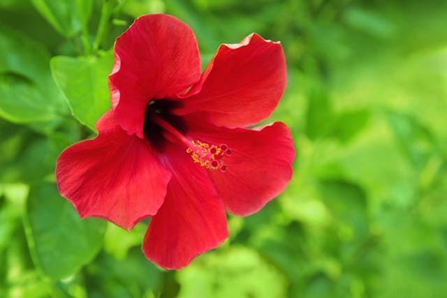 Hibiscus Poisoning In Cats - Symptoms, Causes, Diagnosis, Treatment,  Recovery, Management, Cost