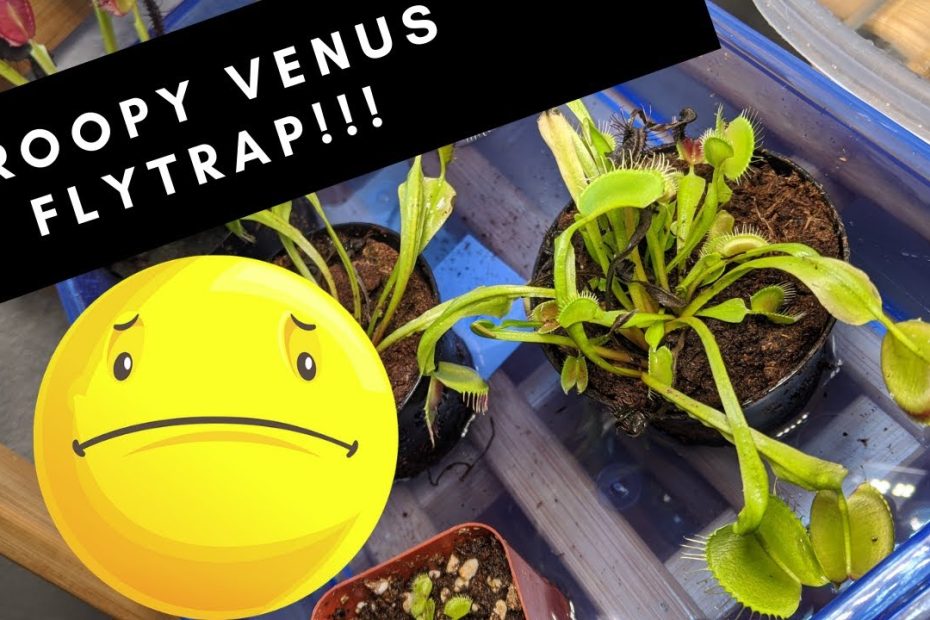 Is Your Venus Fly Trap Looking Droopy? Here Is How You Fix It. - Youtube