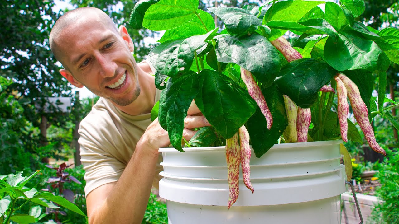 How To Grow Beans In Containers, Complete Growing Guide - Youtube