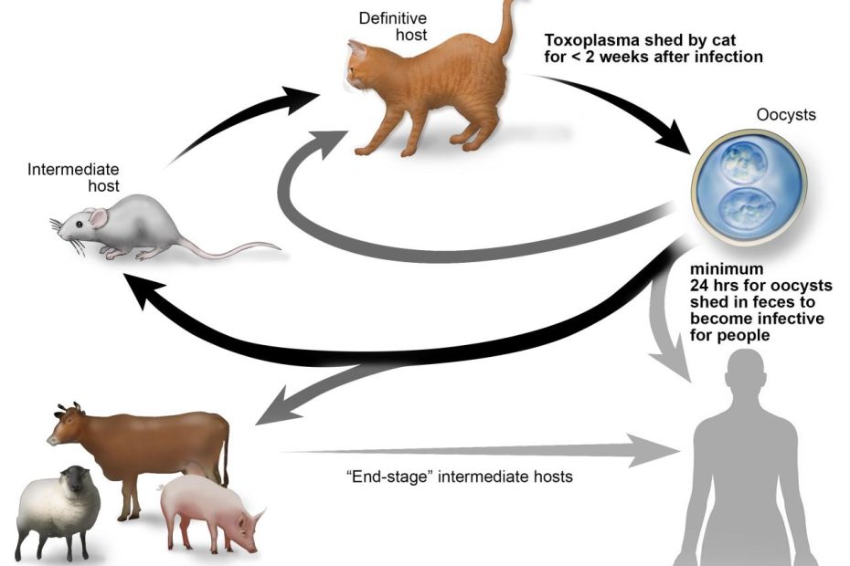 Toxoplasmosis In Cats | Cornell University College Of Veterinary Medicine