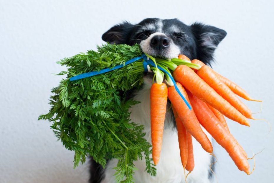 14 Vegetables Dogs Can Eat (And May Just Love) - Dr. Buzby'S Toegrips For  Dogs