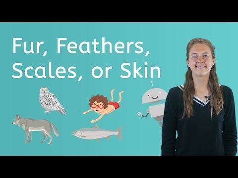 Let's Explore Fur, Feathers, Scales or Skin - Science for Kids!