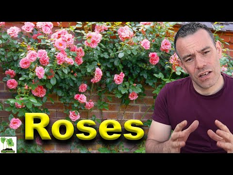 How To Grow Roses - This Is What Professionals Do!