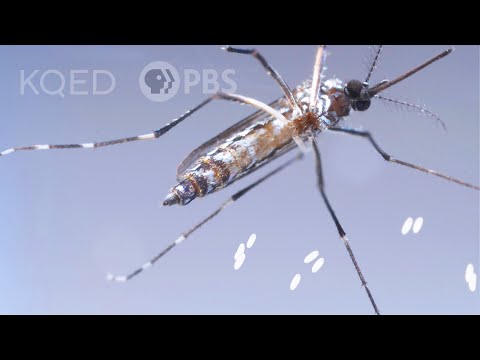 This Dangerous Mosquito Lays Her Armored Eggs – in Your House | Deep Look